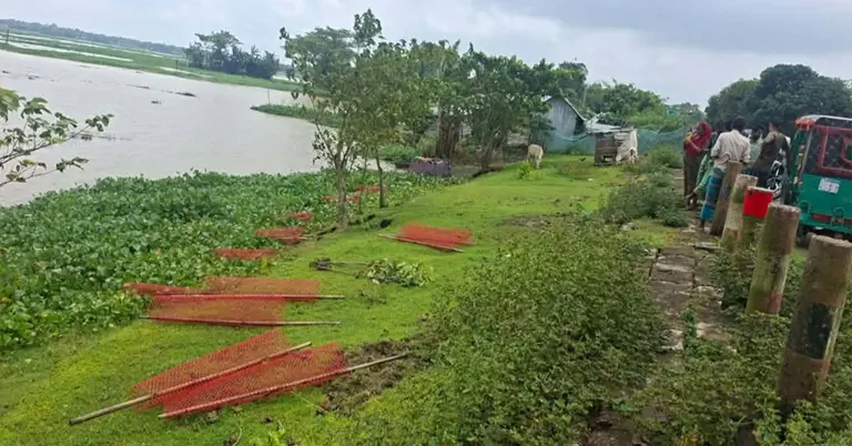 উপড়ে ফেলা ঘাছগুলো